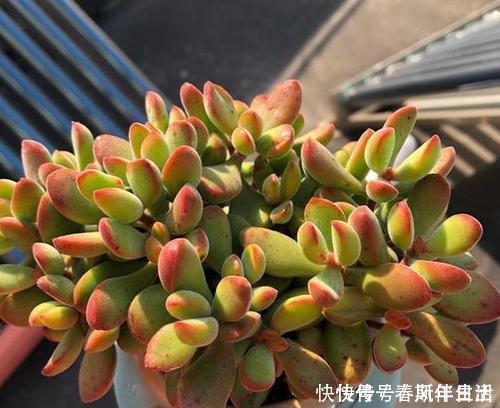 十年老花友|十年老花友的养花技巧:多肉有5怕,及时避免,才能养成肉墩子!