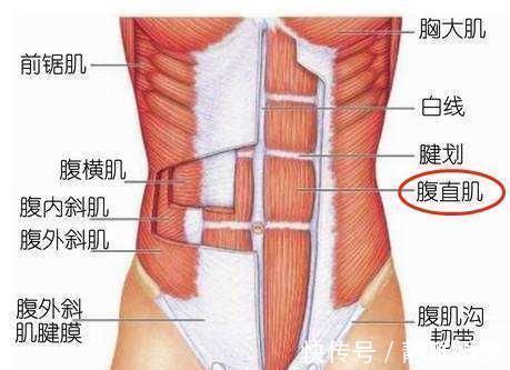健腹轮|健腹轮练不出八块腹肌因为你搞错了这个细节,越练腰越疼