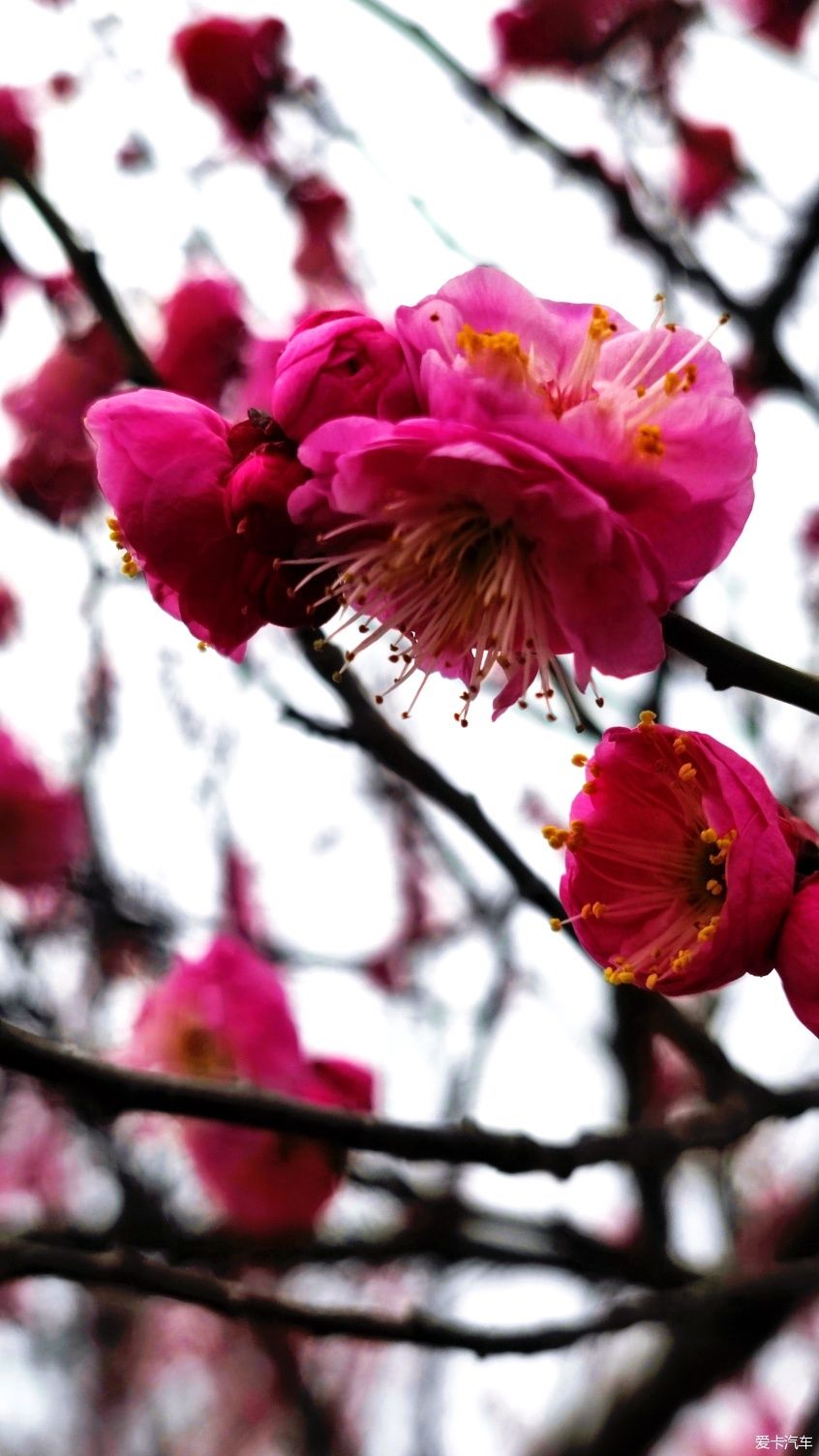 【爱卡踏青季】花枝俏