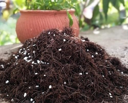 一种“万能土”,养花的人抢着挖,养兰花、君子兰杠杠滴