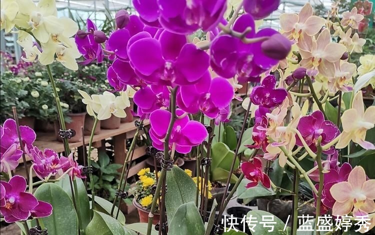 蝴蝶兰|5种花很喜庆喜,摆放客厅很合适,开花漂亮颜值高!