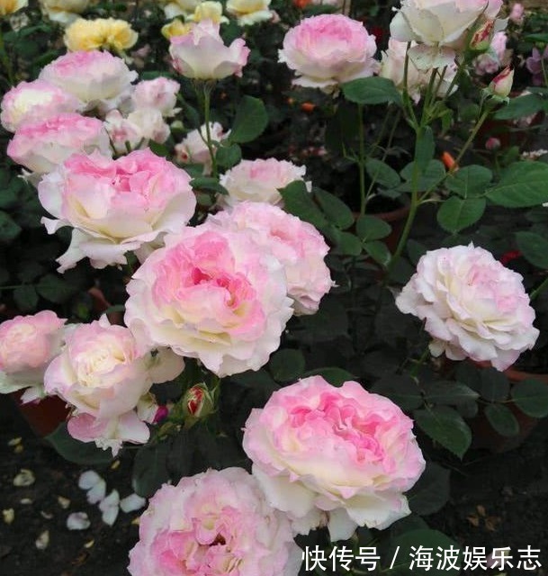 高压法|月季秋天扦插生根难用1法，让它在空中生根，又多又粗壮