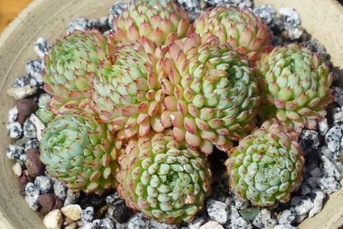 喜欢多头爆侧芽的多肉，可以从这6方面入手，看看哪种适合你