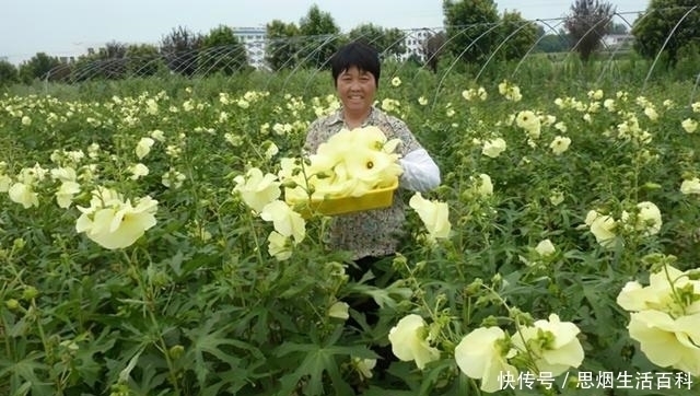 金花葵|花比碗还大，曾濒临灭绝，如今农民大量种植，又要火爆了？