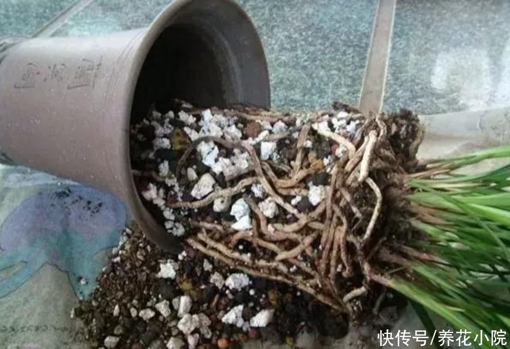 栽植|盆土不透气，花盆里加上4种“小东西”，通透性好，花卉不烂根