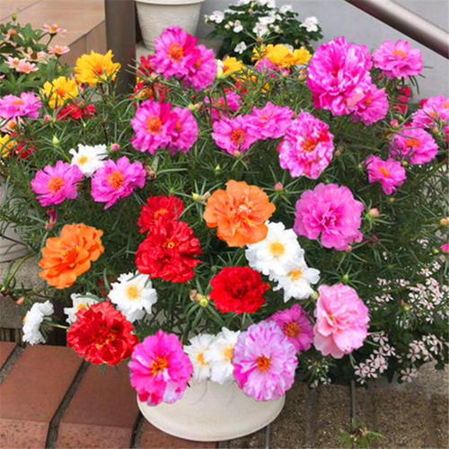 超喜欢的“盆栽”花卉,朵朵重瓣色鲜艳,皮实好养,一年开花3季