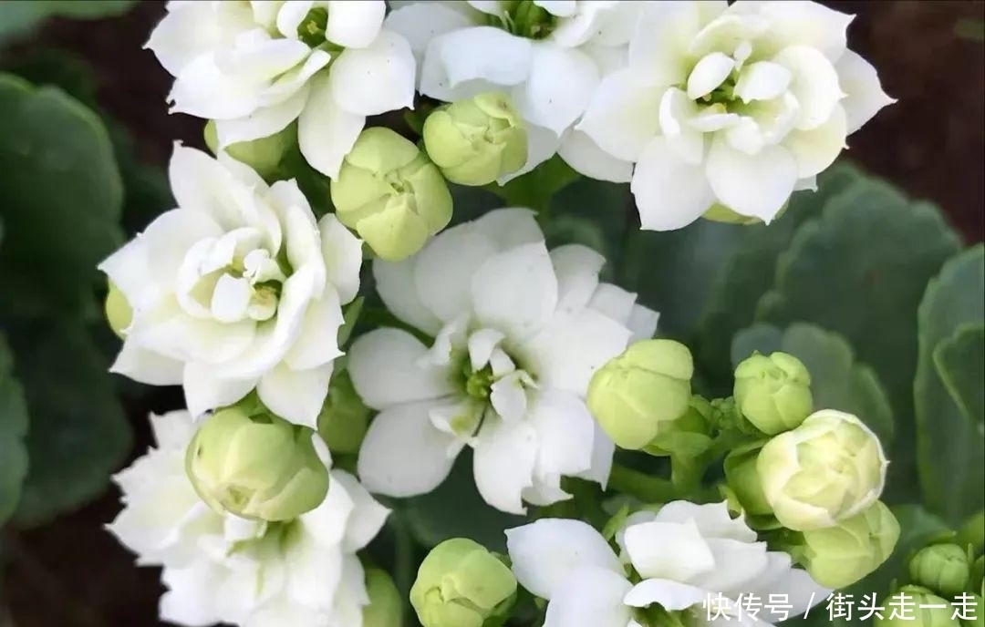 45种长寿花,个个都美爆了,你家养了多少种?