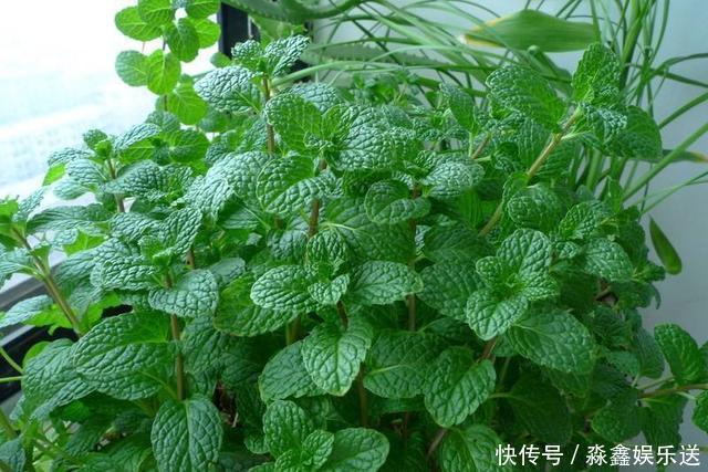 薄荷|这2种草没人重视,其实是“止痒草”,比花露水都管用