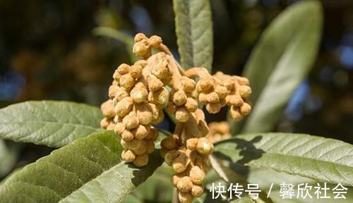 枇杷叶|秋冬感冒容易咳嗽，喉咙很难受？喝水时加点料，喉咙慢慢变舒服