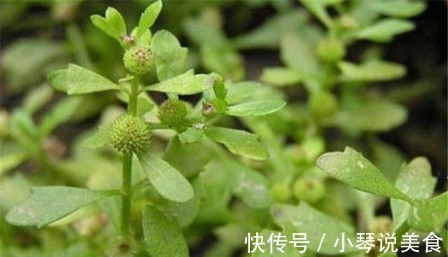 鸡鸭|这种野菜,鸡鸭都不吃,狗见了都发愁!却深得大家的喜爱!