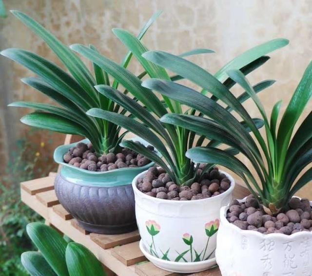 3个给“君子兰”换盆的小技巧，不伤根、服盆快，叶子厚又亮！