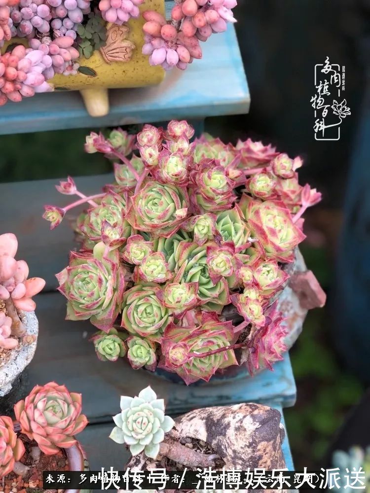 挂区|因为多肉,背井离乡来到开挂区,多肉变好看,小伙变大叔!