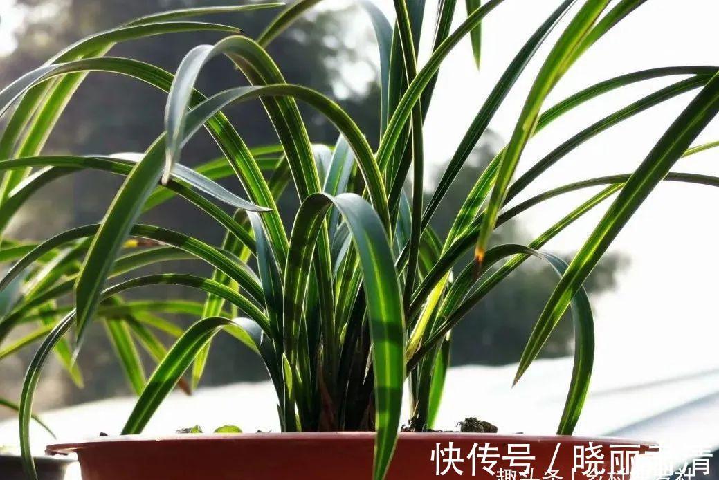 立冬以后兰花不能浇水,这个观点害惨了兰友,春兰蕙兰花苞都没了