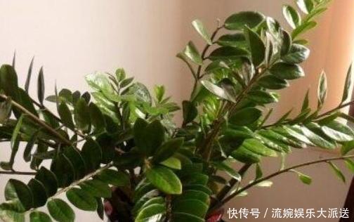 家里盆栽4种懒人植物，不积水、不缺水，就不用再看''脸色''