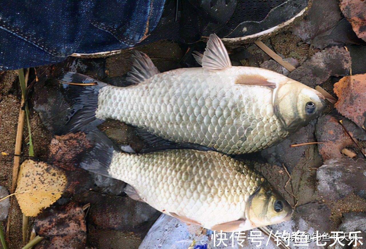 觅食|气温下降也别封竿,大板鲫的觅食高峰来了!现在垂钓正当时