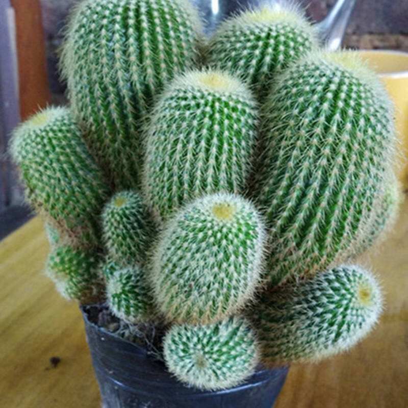 雾霾|能净化室内空气的盆栽,选此四种,秋冬不怕来雾霾