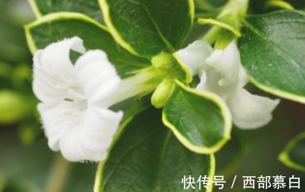 挚爱|进入9月下旬，桃花运爆棚，生活比蜜甜，邂逅一生挚爱的4星座