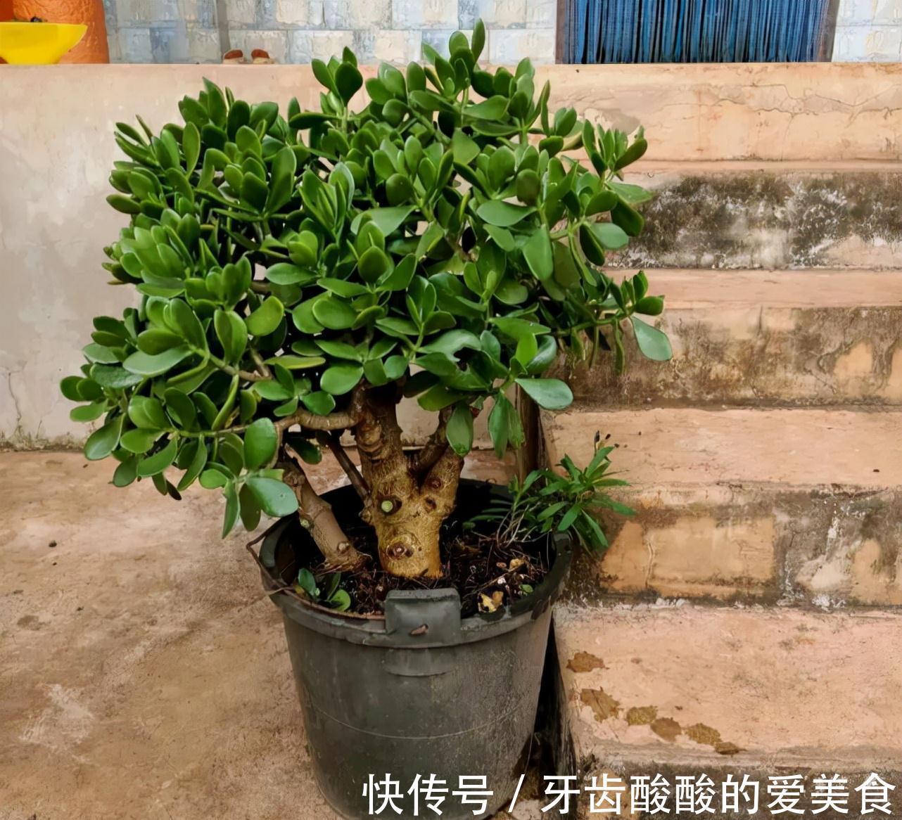 五种“大老桩”却要小盆养，用对盆，少管多晒更利于生长