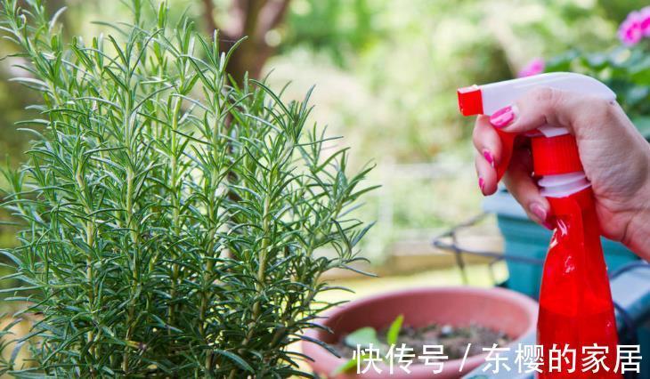 根系|花草换盆旺季来临，学会“三看三观察”，换盆就是小菜一碟