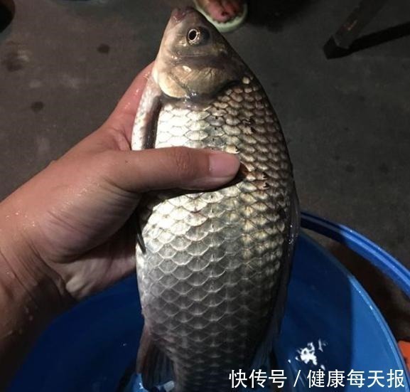 你泡的酒米为啥不上鱼不搞定这些细节,大板鲫是不会咬钩的