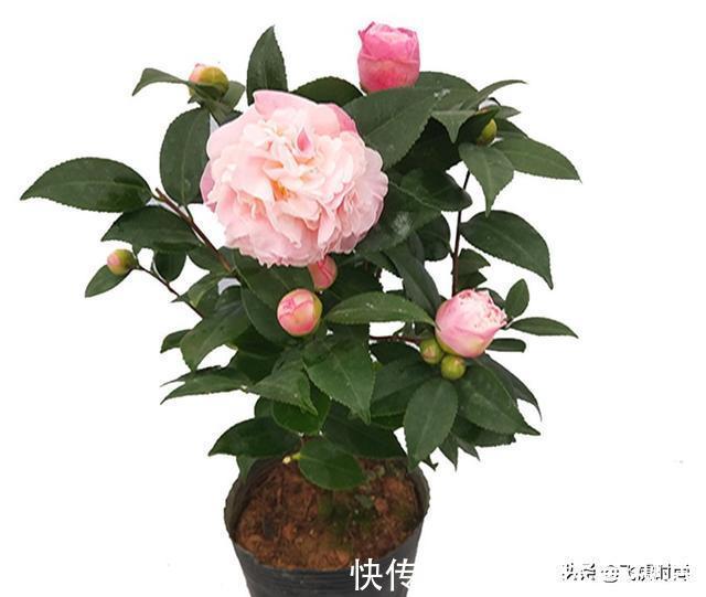 落蕾|初春养茶花,记住三个事项和注意要点,不落蕾也不掉叶