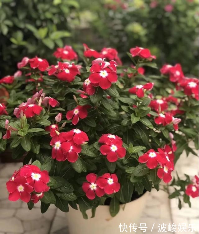 夏天|想要家里四季花开,这20种花,连续能开300天,完全不歇气