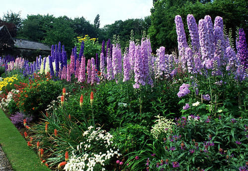它名“大花飞燕”，花朵又大又密，一枝开100朵，好看好养