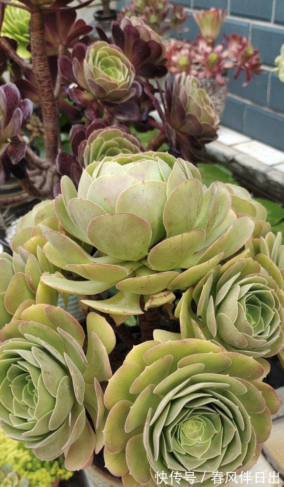 白露过后,气温开始下降,法师进入生长期,多浇水,冠幅更美