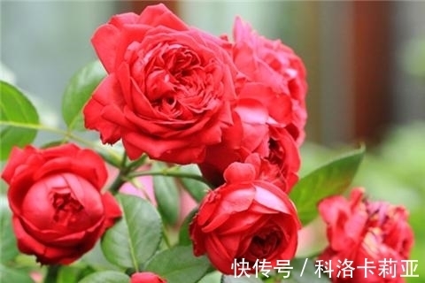 给月季施肥的正确打开方式,了解掌握,冒笋芽花还多,值得收藏!