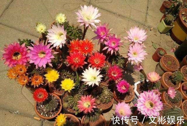 仙人球开花简直可以称得上惊艳,学会几个步骤,鲜花开满盆
