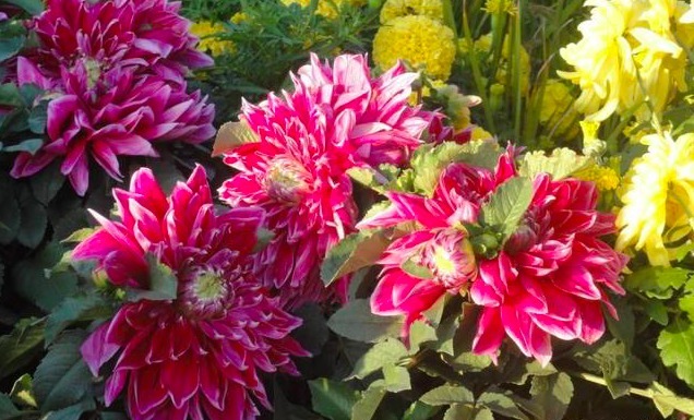 此花可以与牡丹媲美，但却更好养，不少女生看上一眼便喜欢