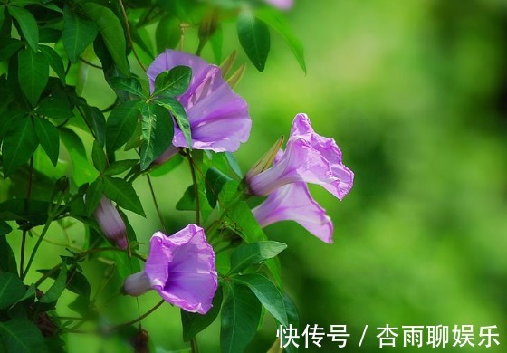生命力|院子里长出这5种草,看到就铲除别犹豫,留下会“后患无穷”