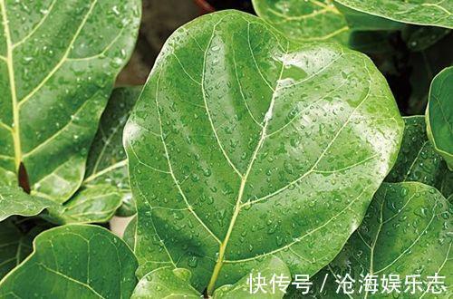 琴叶榕|网红盆栽琴叶榕夏季怎么养护，注意几点，枝繁叶茂叶片油绿