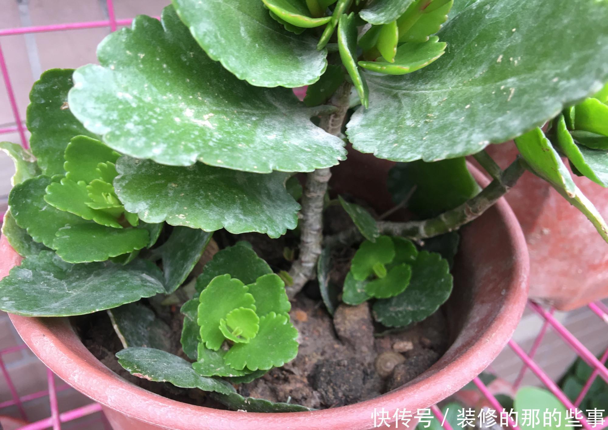 长寿花|让长寿花开花,做好“两点”,叶子又绿又壮,花苞多开花快