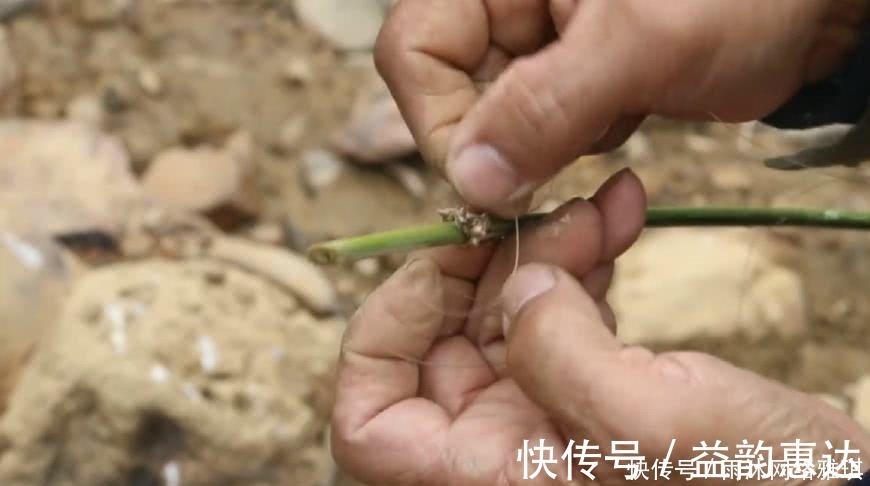 山居老伯钓鱼,竹子做竿,蟑螂做饵,可钓的鱼一百一条