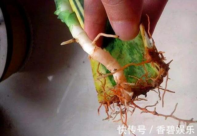 三种自制生根剂,扦插花卉时使用,快速冒出大白根,不比买的差!