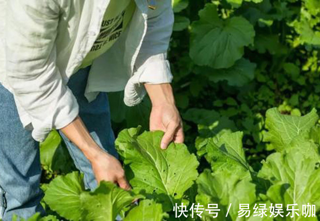 危害|有虫眼的蔬菜才安全？警惕虫眼菜三大危害，别去了医院还蒙在鼓里