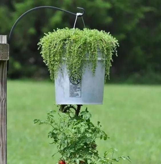 植物|没地种花种菜,没时间浇水几个塑料瓶就能解决,DIY变废为宝