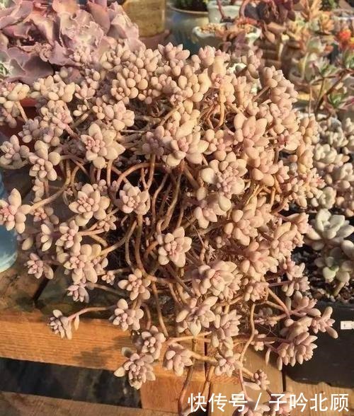 张大妈家的“多肉”又爆盆了，把我给看得“眼红”了！