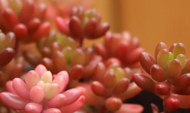 多肉乙女心的4个养殖经验,做好这4点你的乙女心立马出果冻般状态