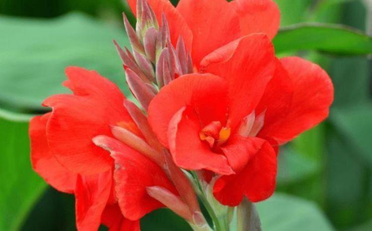 颜值超高的几款花，沾土就活，不仅好养而且寓意也好