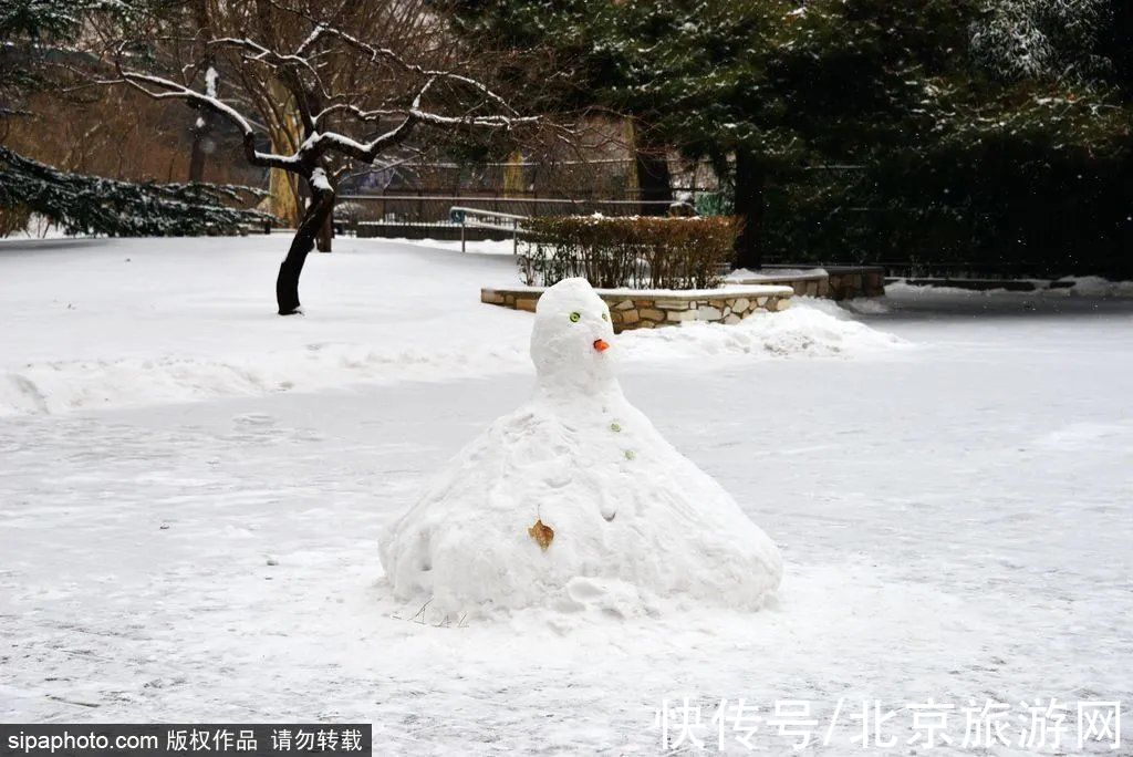 一夜之间|来啦！多图带你看紫禁城瑞雪，还有卖萌的熊猫、嬉戏的老虎~