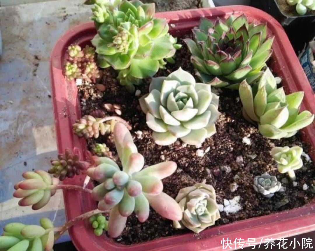 君子兰|6种花怕水涝，浇水太勤总也养不好，不是烂根就是黄叶