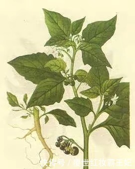 苦葵|本草綱目 農民把它當成草，殊不知“龍葵”的藥用價值非常高