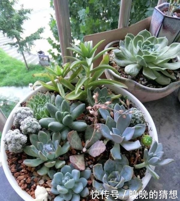  多肉小菜虫：十几个头的多肉，竟被玄灰蝶吃“空”了！