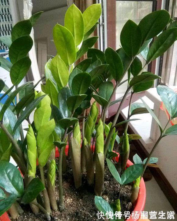 根系|金钱树“很特殊”，土豆茎上挤满芽，懒人才能养好它