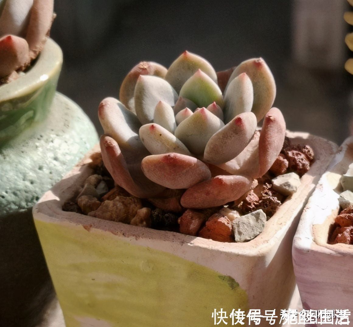养多肉,用盆就讲究,还别不信,露养用大盆,室内养用小盆