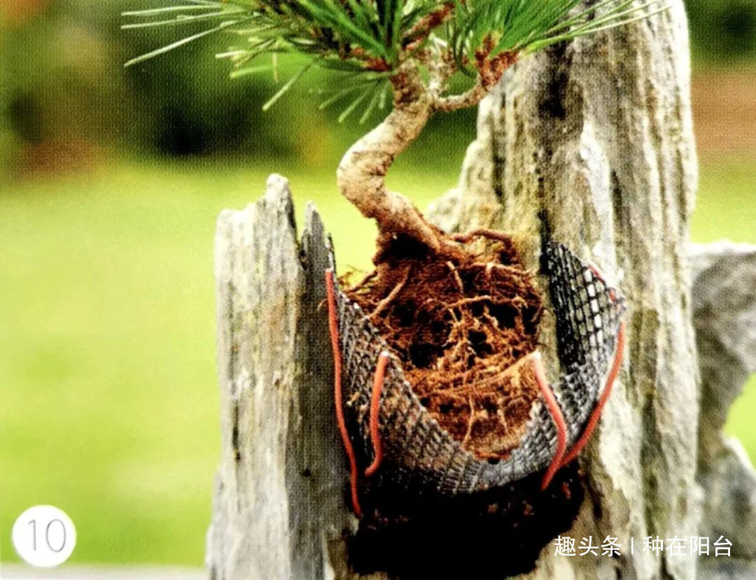网篮|山水盆景不是非“水”不可，看山石与树木如何演绎一道山水盆景！