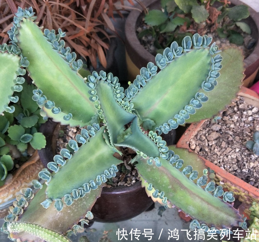 太阳花|养到烦人的花,盆都不够用,扔掉还很心疼