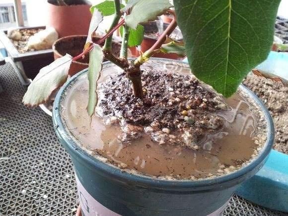 植株|夏天养花，花友们常有的“坏毛病”，难怪花草烂根、黄叶